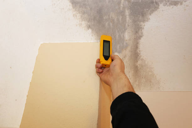 Best Mold Removal for HVAC Installations  in East Tawas, MI