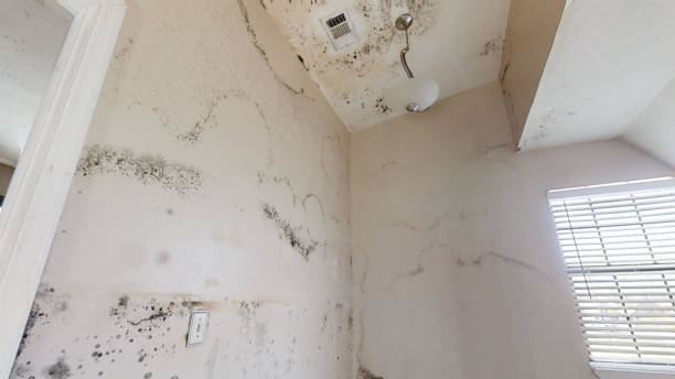  East Tawas, MI Mold Removal Pros
