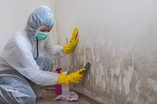 Best Comprehensive Air Testing for Mold Contaminants  in East Tawas, MI
