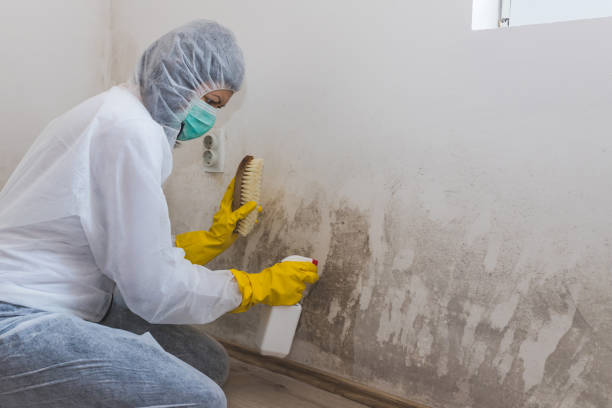 Best Attic Mold Removal  in East Tawas, MI