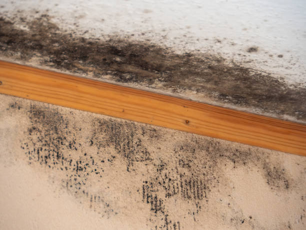 Best Mold Prevention Services  in East Tawas, MI