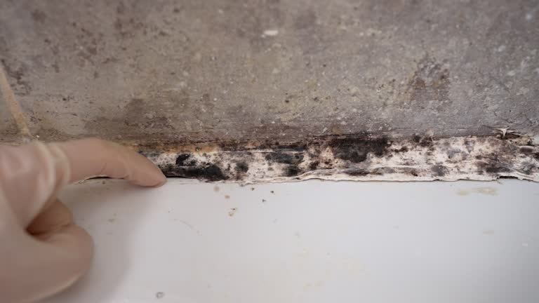 Best Commercial Mold Inspection  in East Tawas, MI